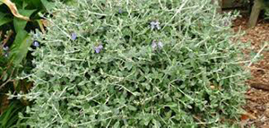 فوائد الجعدة في انقاص الوزن صورة: فوائد الجعدة في انقاص الوزن