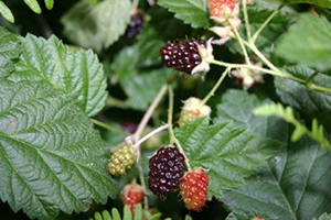 صورة: فوائد ورق التوت في انقاص الوزن