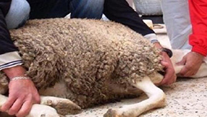 السن المناسب للأطفال لرؤية ذبح أضحية العيد صورة: السن المناسب للأطفال لرؤية ذبح أضحية العيد