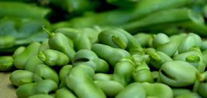 فوائد الفول الاخضر للرجيم صورة: فوائد الفول الاخضر للرجيم