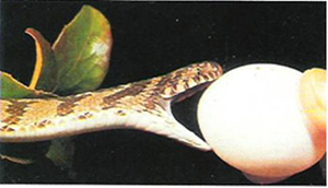 حمية الثعبان آخر بدعة لإنقاص الوزن صورة: حمية الثعبان آخر بدعة لإنقاص الوزن