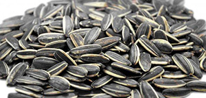 صورة: فوائد اللب السوري للرجيم