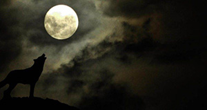 صورة: حمية القمر لخسارة الوزن بسرعة