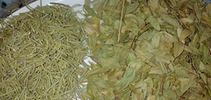 عشبة الآس و فوائد عشبة الآس الصحية و أضرار عشبة الآس صورة: عشبة الآس و فوائد عشبة الآس الصحية و أضرار عشبة الآس