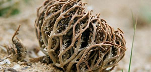 صورة: فوائد كف مريم للوجه والاعتبارات الصحية