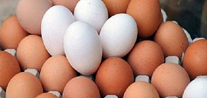 البيض و فوائد أكل البيض للشعر و وصفات البيض للشعر صورة: البيض و فوائد أكل البيض للشعر و وصفات البيض للشعر