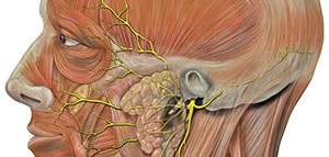 صورة: العصب السابع و أجزاء العصب السابع ووظائفها