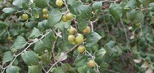 صورة: فوائد عشبة السدر والشعر: طرق العناية والنصائح