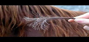 الشعر المتقصف و جهاز إزالة تقصف الشعر صورة: الشعر المتقصف و جهاز إزالة تقصف الشعر