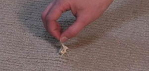 صورة: نظافة الملابس و طرق إزالة اللبان عن الملابس