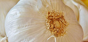 ماسك الثوم وصبار الألوفيرا و ماسك الثوم والزيوت الطبيعية صورة: ماسك الثوم وصبار الألوفيرا و ماسك الثوم والزيوت الطبيعية