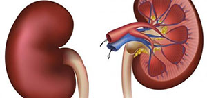 الكلى و وظائف الكلى في جسم الإنسان و طرق المحافظة على سلامة الكلى في الجسم صورة: الكلى و وظائف الكلى في جسم الإنسان و طرق المحافظة على سلامة الكلى في الجسم