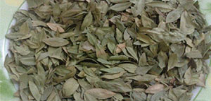 صورة: نبات الآس و الآس لعلاج مشاكل الشعر و استخدام عشبة الآس لتطويل الشعر