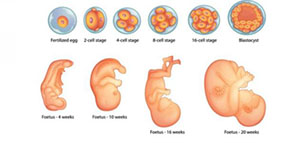 الجنين و مراحل تكون الجنين من الشهر الأول إلى الشهر التاسع صورة: الجنين و مراحل تكون الجنين من الشهر الأول إلى الشهر التاسع