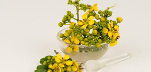 صورة: السنامكي و استخدامات عشبة السنامكي للجسم