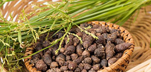 صورة: نبات السعد و القيمة الغذائية لنبات السعد