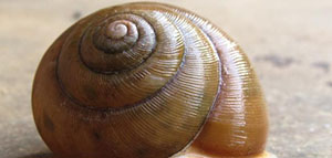 الودعة والليمون صورة: الودعة والليمون