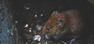 صورة: مصائد الفئران و إحضار قط للمنزل و الوقاية من الفئران