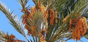 شجرة النخيل و أمراض شجرة النخيل وطرق العلاج صورة: شجرة النخيل و أمراض شجرة النخيل وطرق العلاج