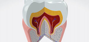 صورة: الأسنان و أجزاء الأسنان و طبقات الأسنان