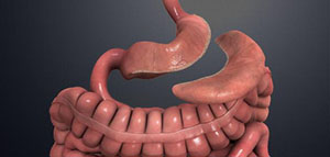 الفرق بين تدبيس المعدة والتكميم صورة: الفرق بين تدبيس المعدة والتكميم