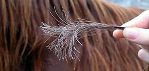 صورة: تقصف الشعر و نصائح للتخلص من تقصف الشعر