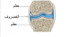 الغضروف و وظائف الغضروف في الجسم و أنواع الغضروف صورة: الغضروف و وظائف الغضروف في الجسم و أنواع الغضروف