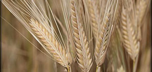 صورة: دقيق الشعير و فوائد دقيق الشعير للوجه