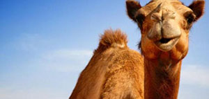 صورة: التداوي ببول الإبل بين الرفض والقبول و فوائد بول الإبل للكبد