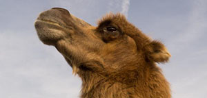 فوائد بول الجمل العلاجية و الخواص العلاجية لبول الجمل صورة: فوائد بول الجمل العلاجية و الخواص العلاجية لبول الجمل