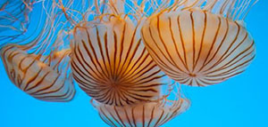 قنديل البحر صورة: قنديل البحر