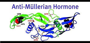 صورة: تحليل AMH و دواعي إجراء تحليل AMH و ا لتحضيرات وكيفية تحليل AMH