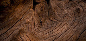 البلوط و استخدامات خشب البلوط و مزايا خشب البلوط صورة: البلوط و استخدامات خشب البلوط و مزايا خشب البلوط