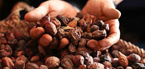 صورة: زيت الأركان و فوائد زيت الأركان للبشرة