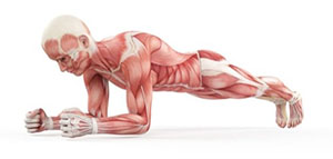 عدد عضلات جسم الإنسان و أنواع عضلات جسم الإنسان صورة: عدد عضلات جسم الإنسان و أنواع عضلات جسم الإنسان