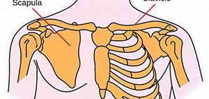 عظمة الترقوة و الطبيعة التركيبية و وظائف عظام الترقوة صورة: عظمة الترقوة و الطبيعة التركيبية و وظائف عظام الترقوة