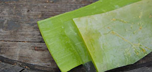 صورة: زيادة قلوية الجسم و ترطيب الجسم و مضاد أكسدة طبيعي ومضاد للبكتيريا