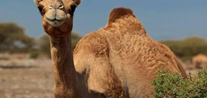 صورة: شحم الجمل[d]03