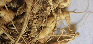 الجنسنغ و فوائد الجنسنغ للكبد صورة: الجنسنغ و فوائد الجنسنغ للكبد