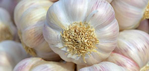 صورة: تساقط الشعر و فوائد الثوم للشعر و طرق استخدام الثوم لتكثيف الشعر