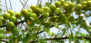 صورة: الأملج و فوائد الأملج للشعر و كيفية استخدام الأملج في علاج الشعر