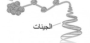 عندما خلق الله الانسان خلقه في أبدع صورة وخلق جسمه بشكل متناسق داخليا وخارجيا فأ صورة: عندما خلق الله الانسان خلقه في أبدع صورة وخلق جسمه بشكل متناسق داخليا وخارجيا فأ