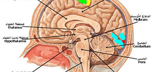 صورة: الجهاز العصبي المركزي و أجزاء الدماغ