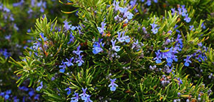 فوائد الروزماري للشعر و وصفات الروزماري لتساقط الشعر صورة: فوائد الروزماري للشعر و وصفات الروزماري لتساقط الشعر