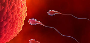 صورة: ضعف التبويض الشديد