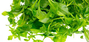 صورة: الجرجير و فوائد الجرجير للبشرة و فوائد الجرجير العامة