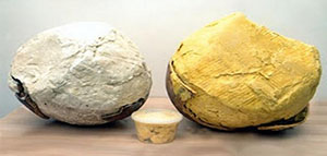 زبدة الشيا و فوائد زبدة الشيا و الفرق بين زبدة الشيا البيضاء والصفراء صورة: زبدة الشيا و فوائد زبدة الشيا و الفرق بين زبدة الشيا البيضاء والصفراء