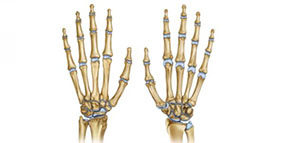 صورة: يد الإنسان