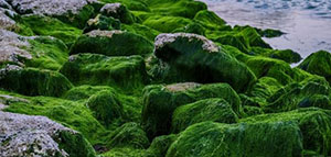 صورة: تؤخر الشيخوخة و تعتني بالبشرة الدهنية والجافة