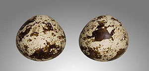 صورة: بيض الفري و القيمة الغذائية لبيض الفري